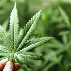 Listing on Medical Marijuana Directory