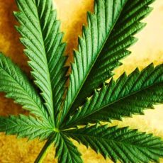 medical cannabis as a medicine has gained great prominence