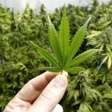 Listing of your Weed Dispensary