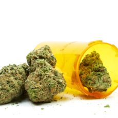 Medical Marijuana Directory offers a platform where they can reach their targeted audience