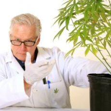 Who can use your medical marijuana products?